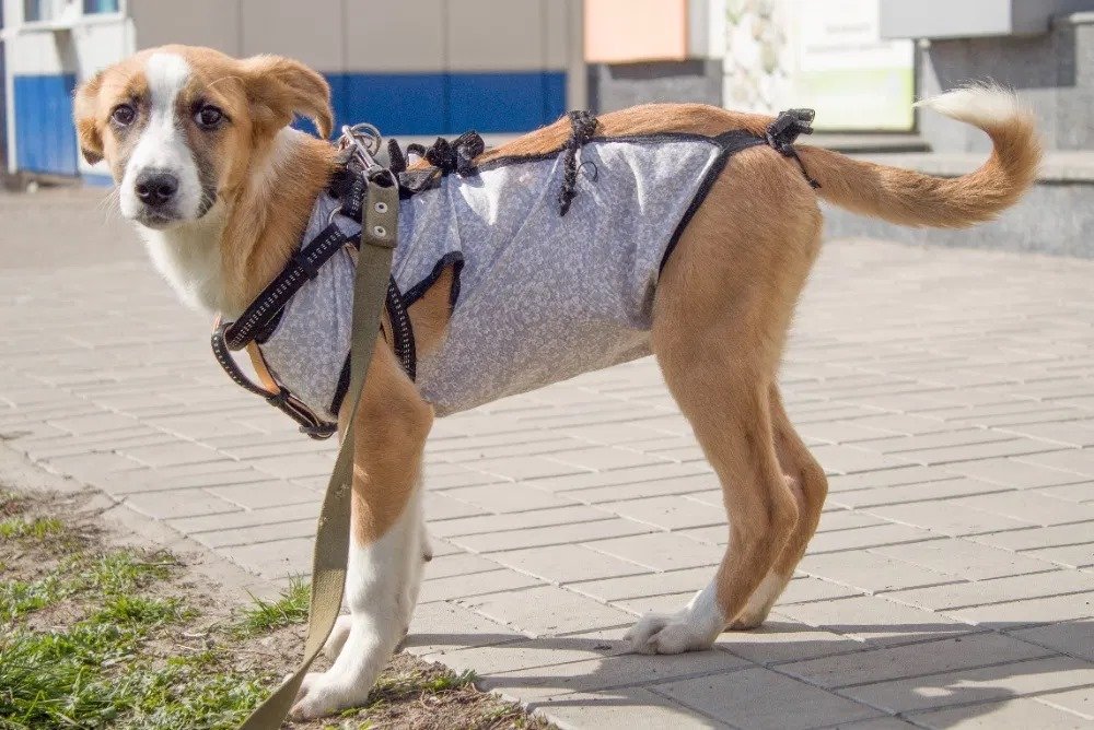 Маленькие истории бездомных животных: где найти себе верного друга в Днепре 4