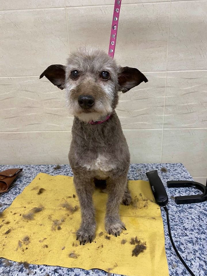 Маленькие истории бездомных животных: где найти себе верного друга в Днепре 5