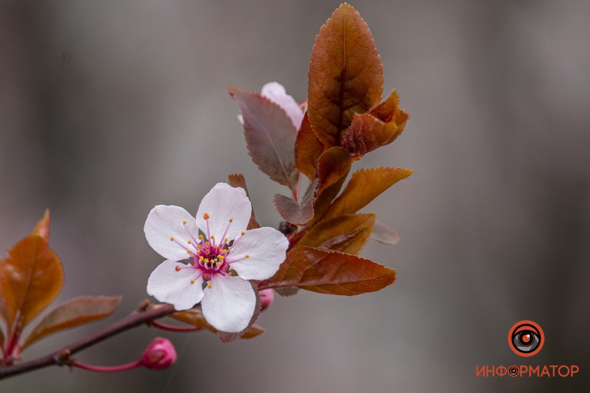 Весна, ты прекрасна!