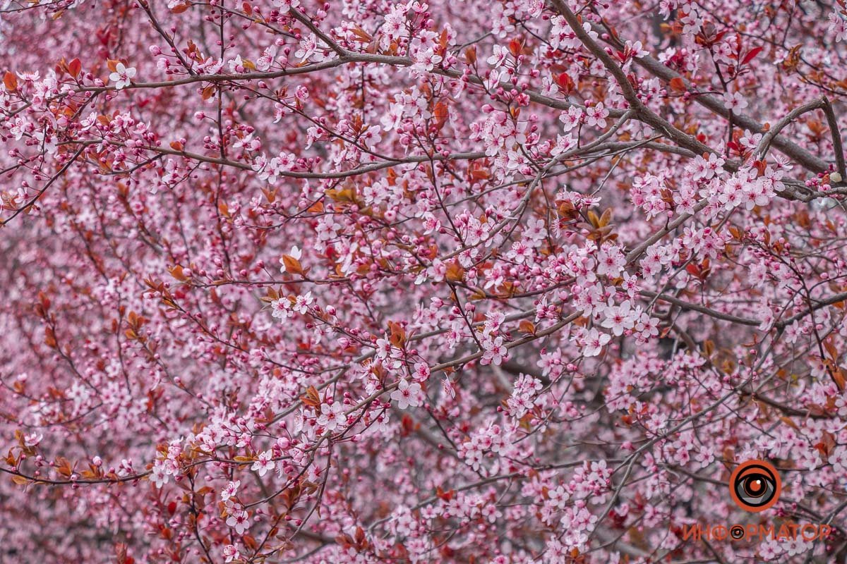 50 оттенков розового