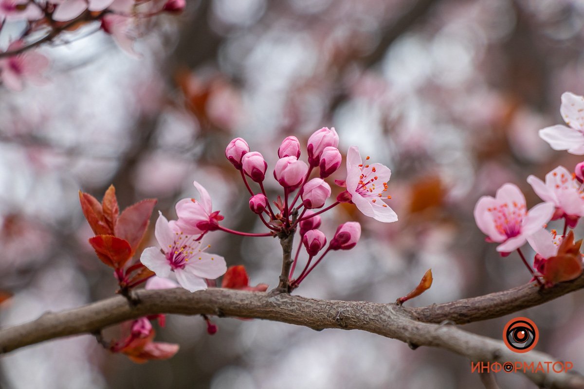 Весна распускается 