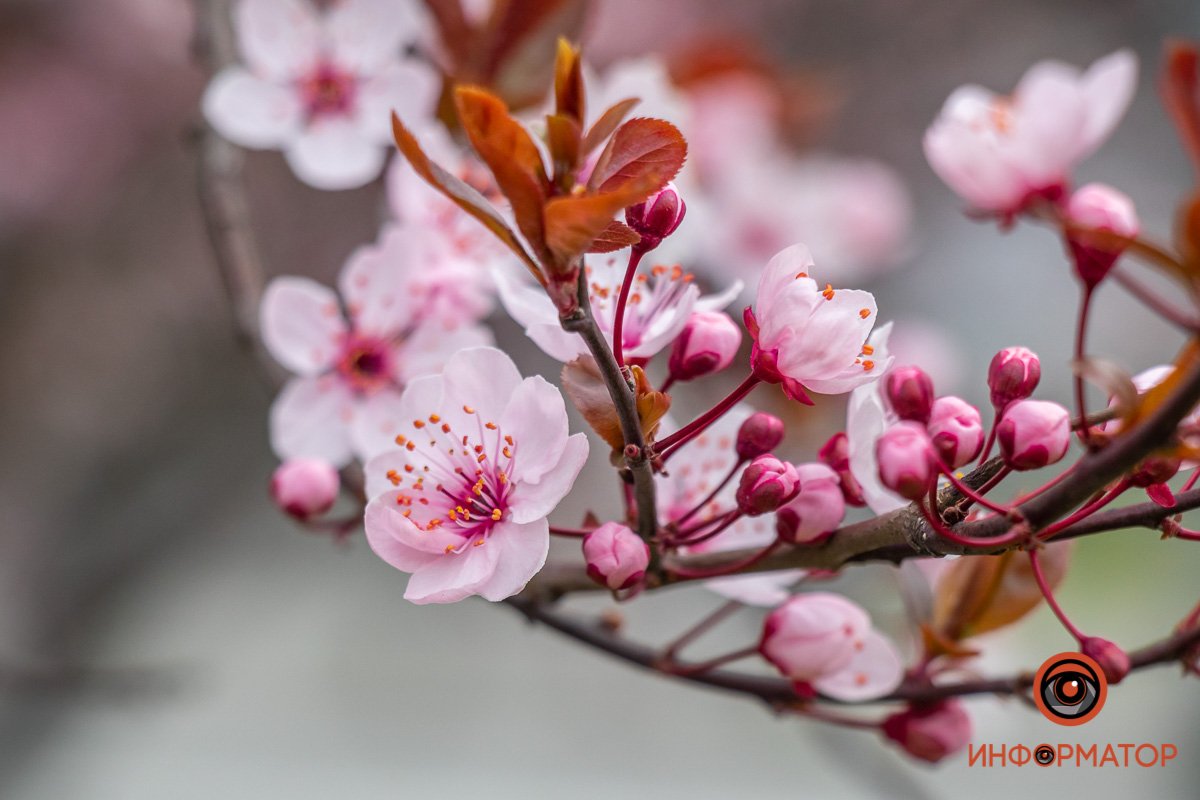 Оставайтесь дома, мы вам принесем самые свежие фото