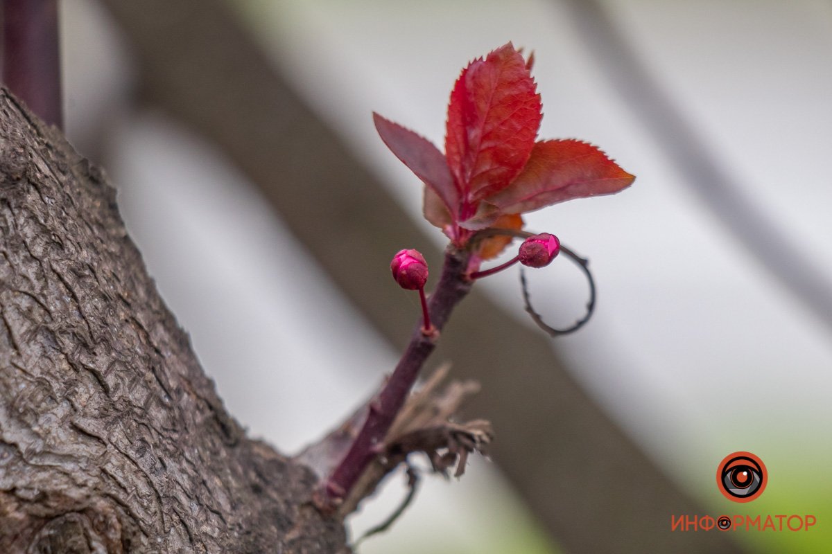 Декоративная вишня (или японская) является теплолюбивой культурой