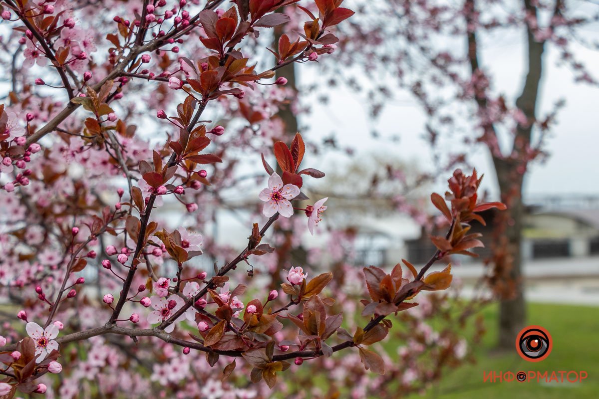 На сегодняшний день выведено 16 разновидностей растения, и 400 сортов