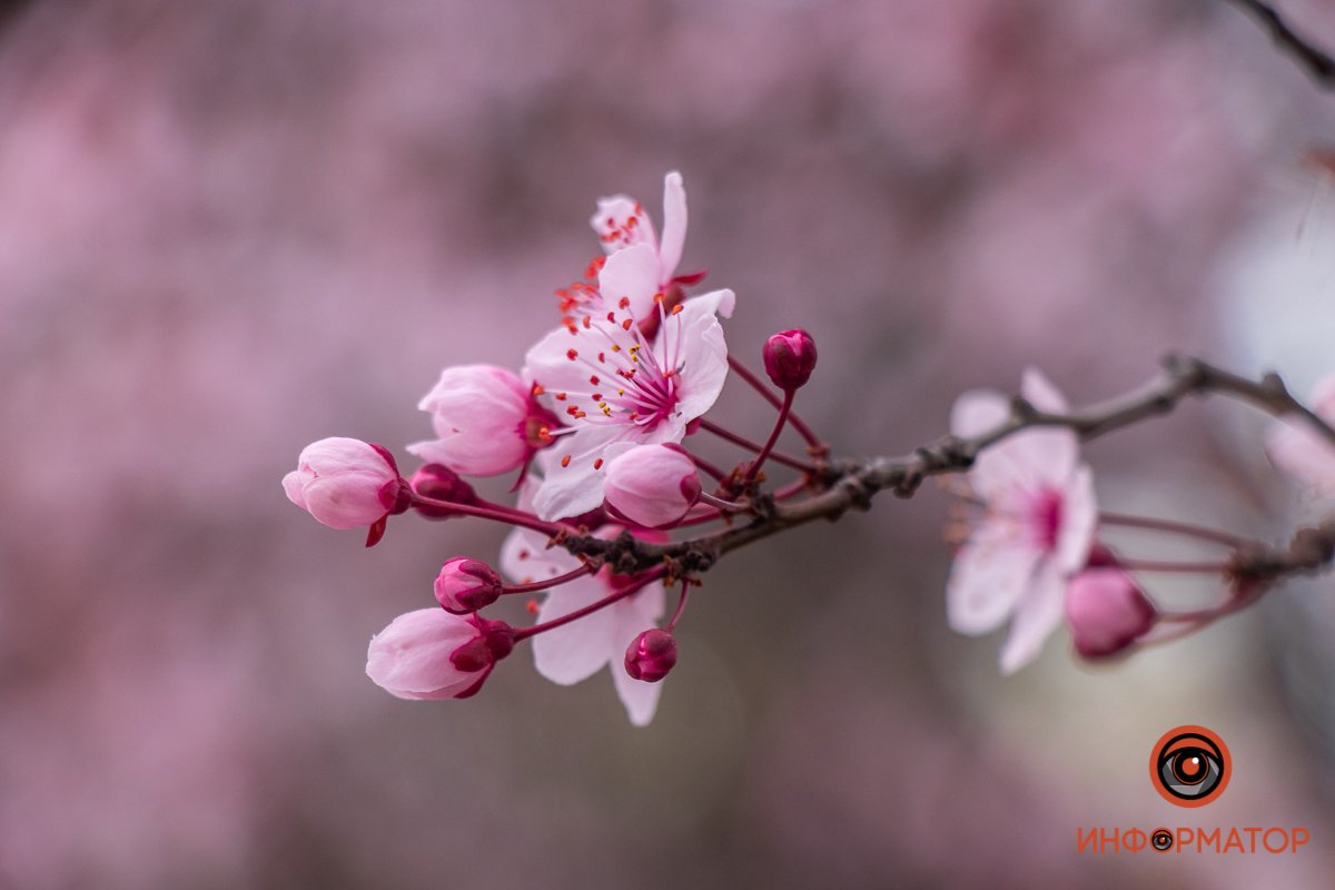 Все они наделены разными размерами и формой, но цветение у всех завораживающие