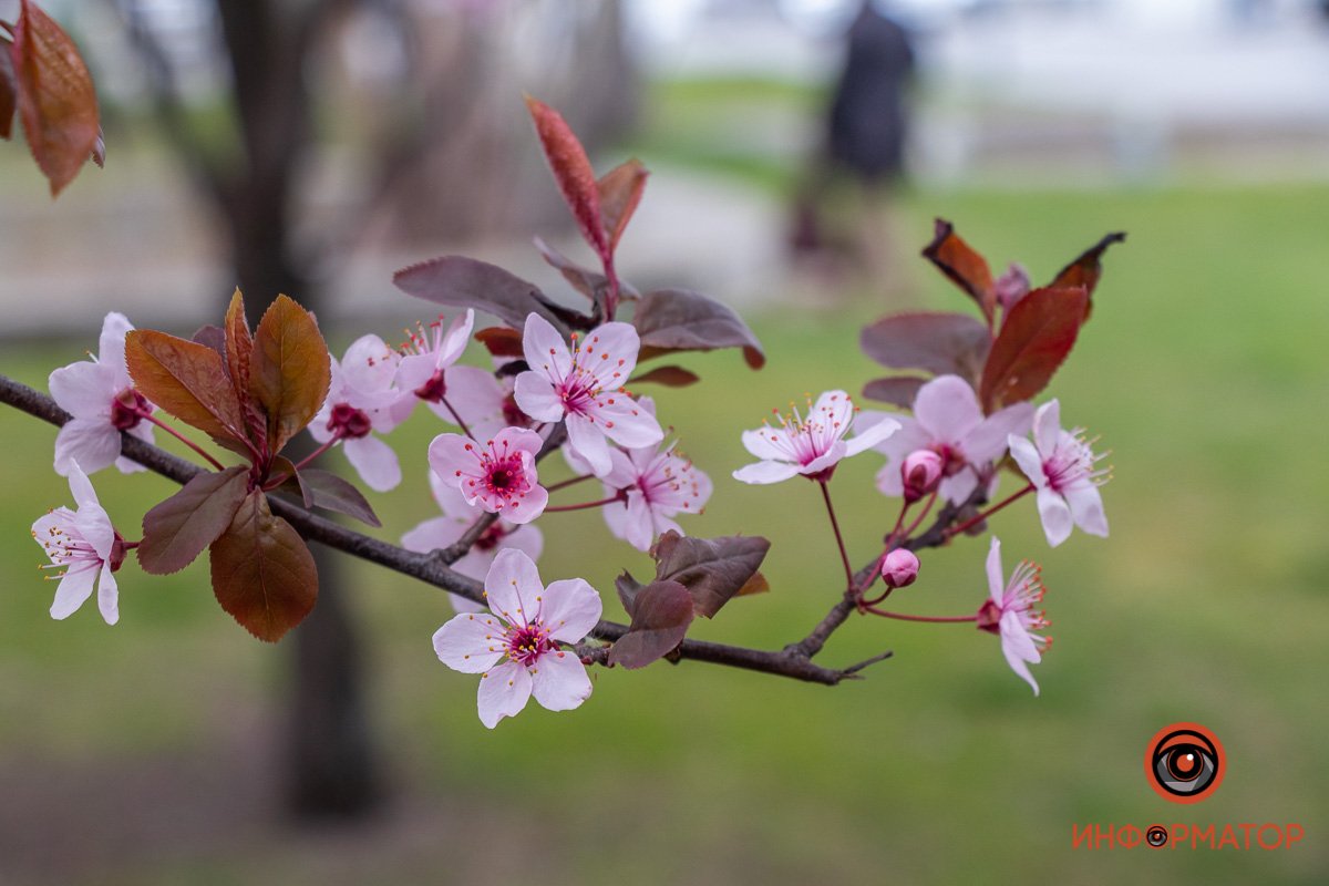 Существует ошибочное мнение, что данная культура не имеет плодов