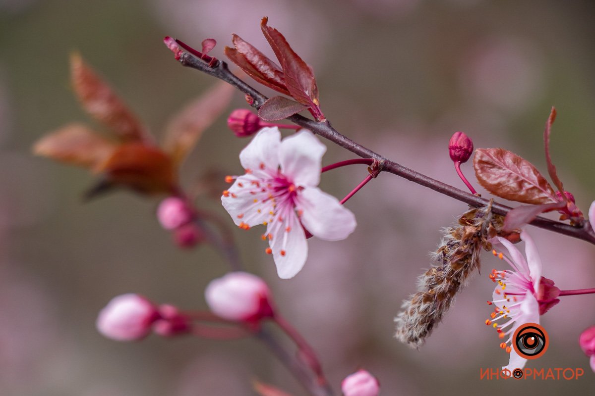 Они меленькие с жесткой текстурой и кислым вкусом