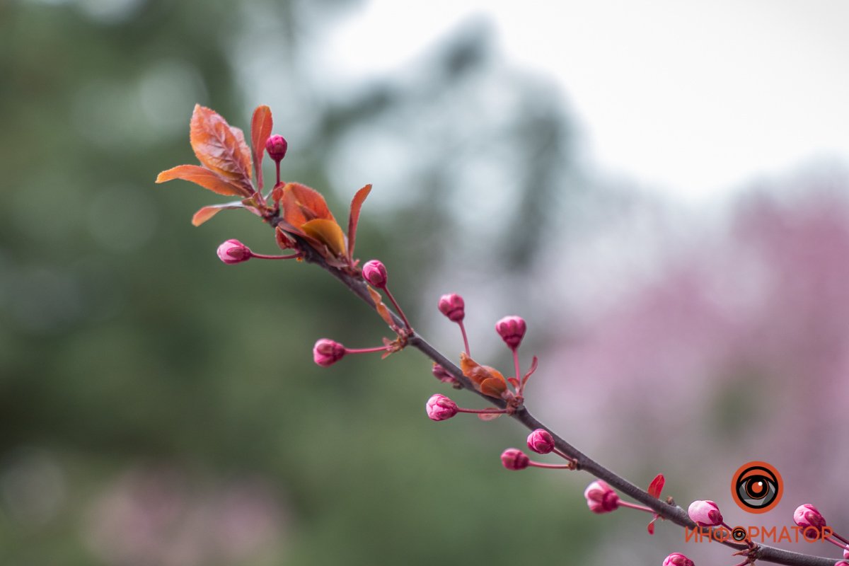В свежем виде их употребляют редко, их маринуют, используют для изготовления вина или в качестве добавок к блюдам из риса