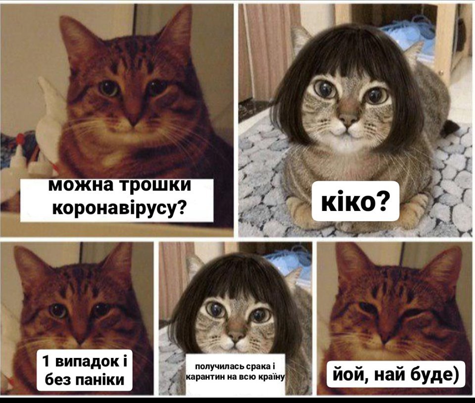 В главных ролях - котики