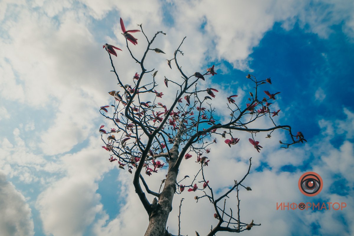 Где-то цветы уже распустились, а где-то - не успели Где-то цветы уже распустились, а где-то - не успели