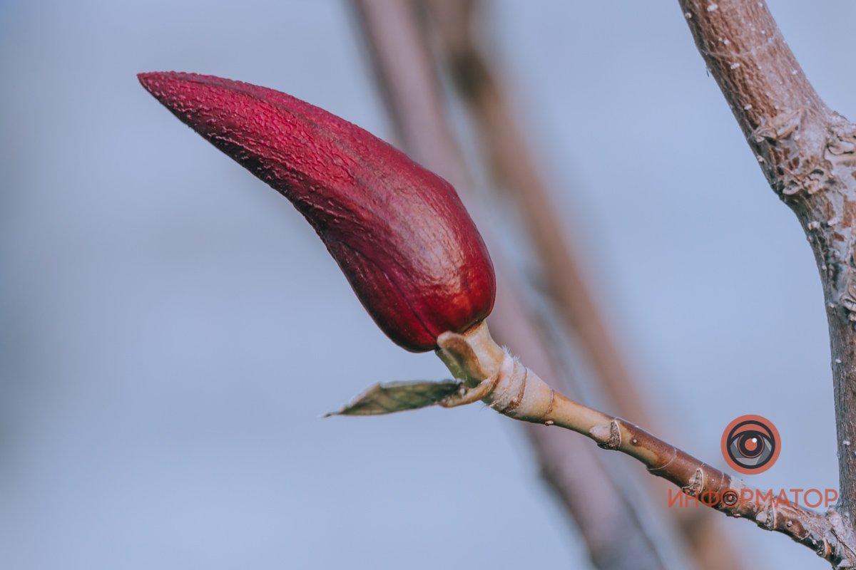 Весна пытается дождаться нас после карантина Весна пытается дождаться нас после карантина