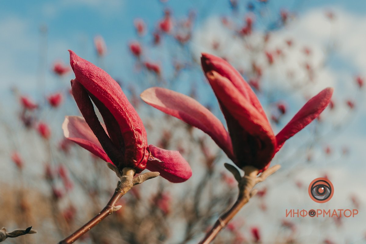 Интересно наблюдать за тем, как распускаются цветы Интересно наблюдать за тем, как распускаются цветы