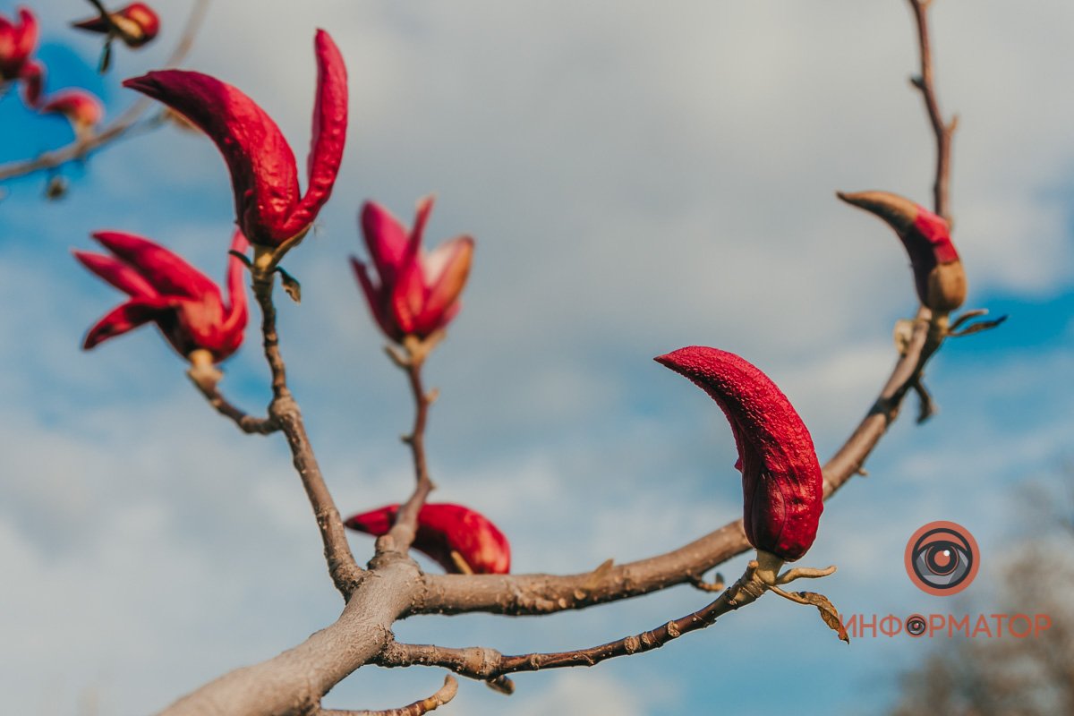 Скромные бутоны намекают: одевайтесь теплее Скромные бутоны намекают: одевайтесь теплее