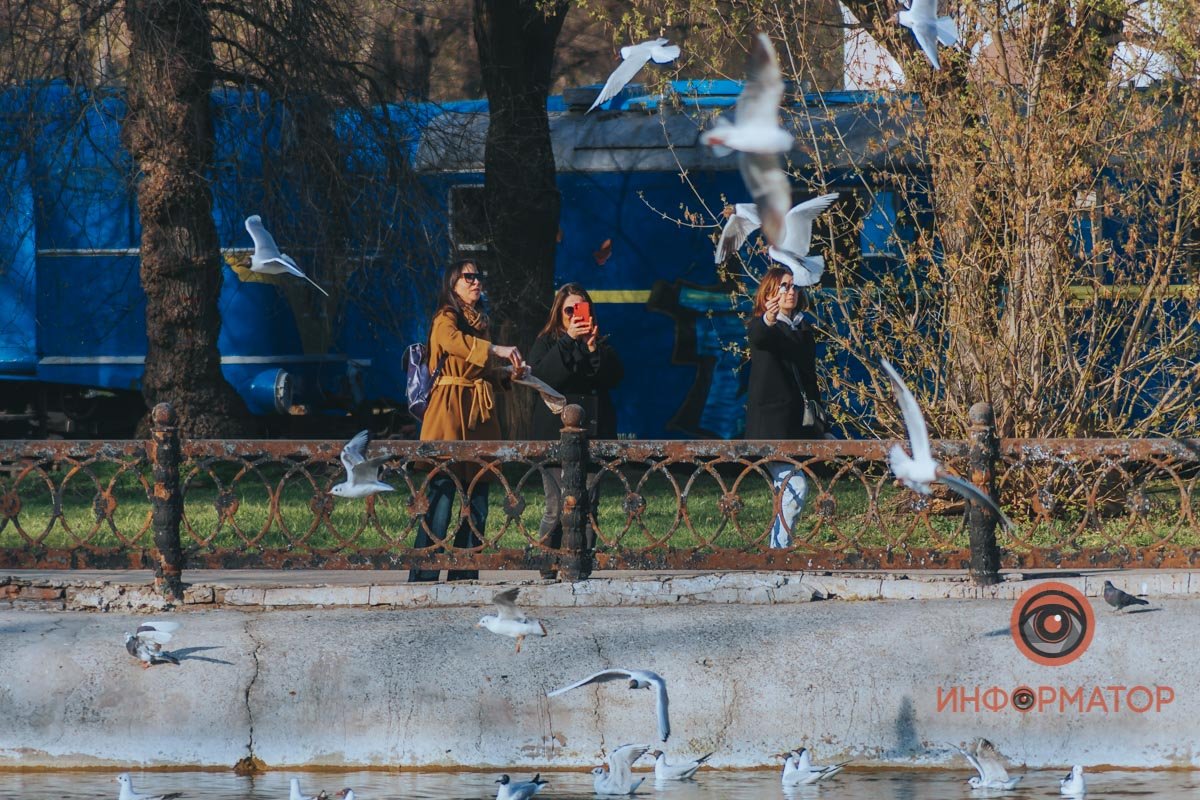 У чаек нет карантина