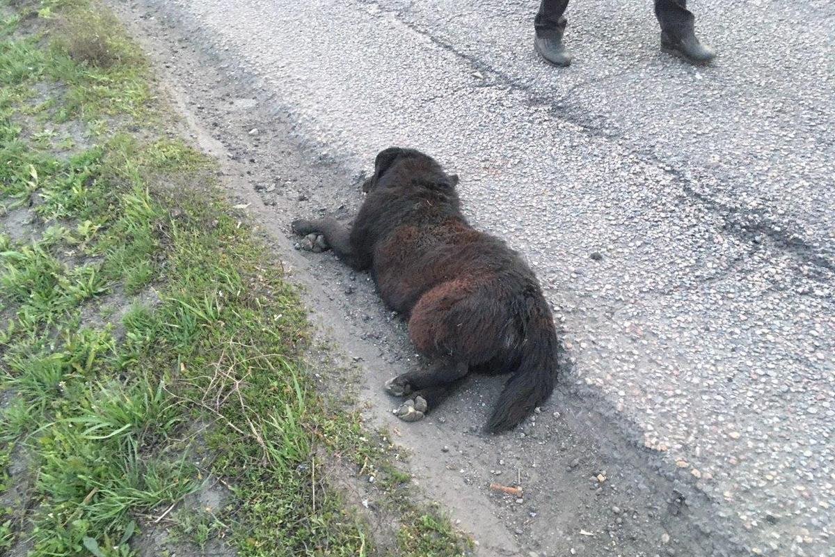 Спасти собаку не удалось