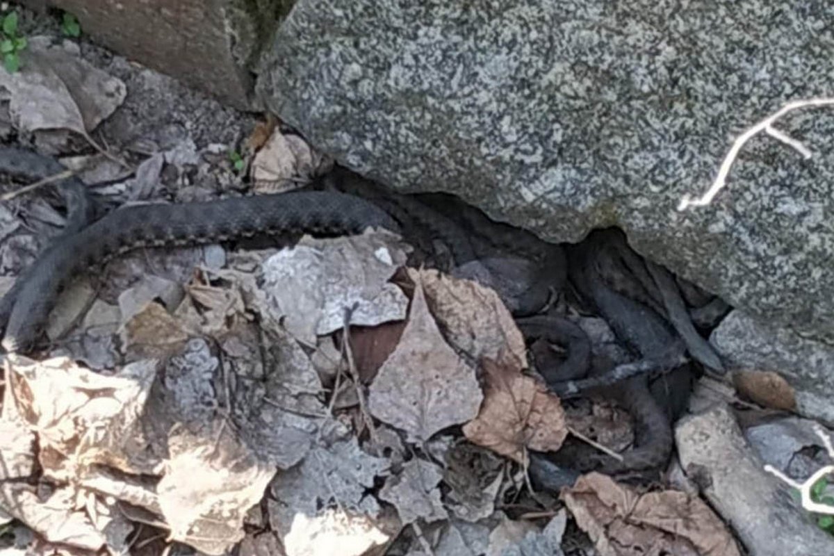 Ужи опасности не представляют