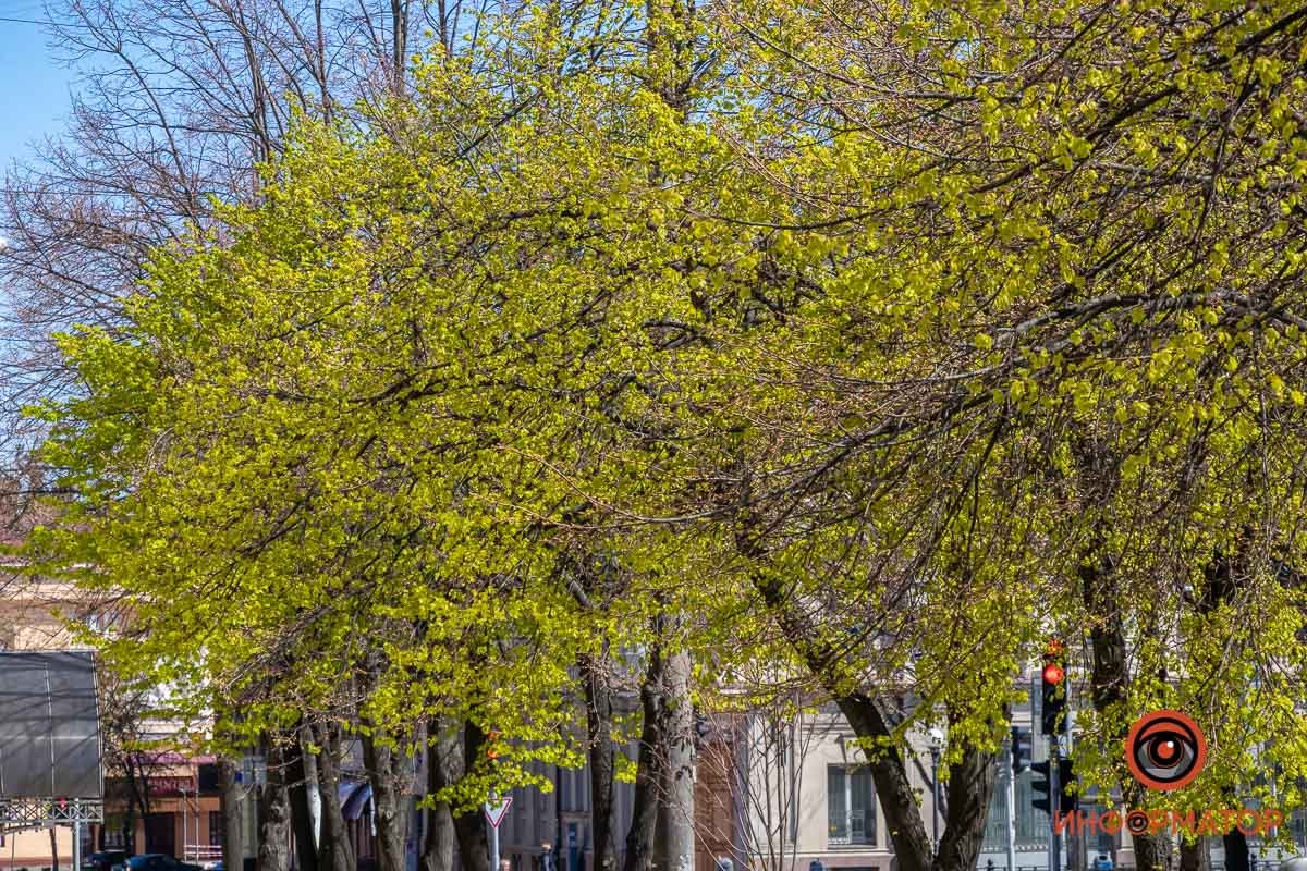 Зеленый доминирует