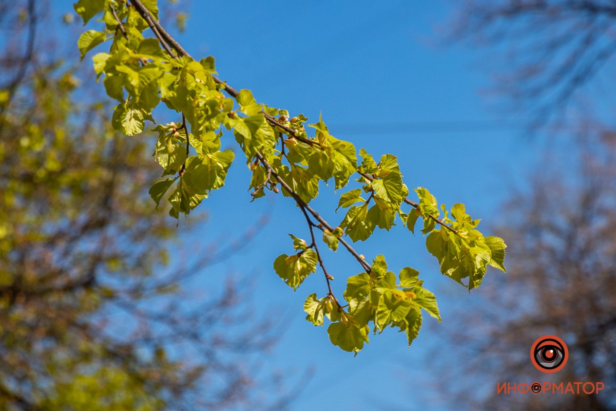 Весна в расцвете
