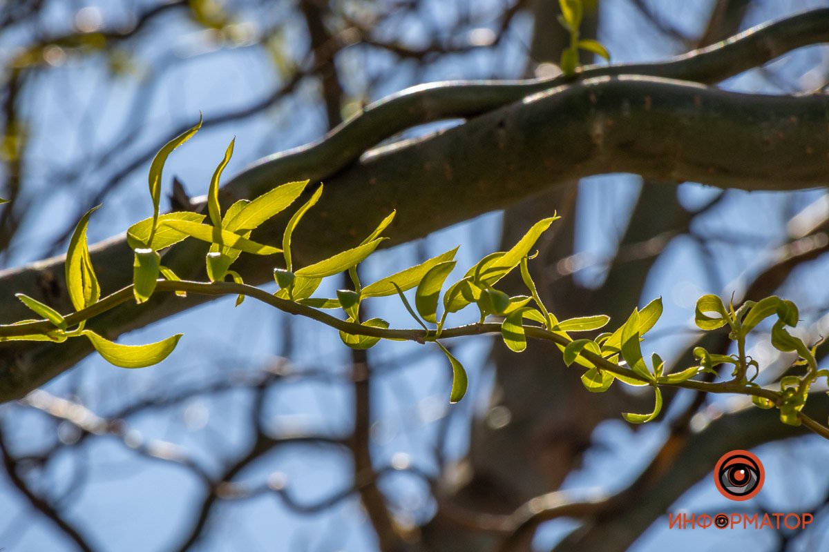 Извилистый