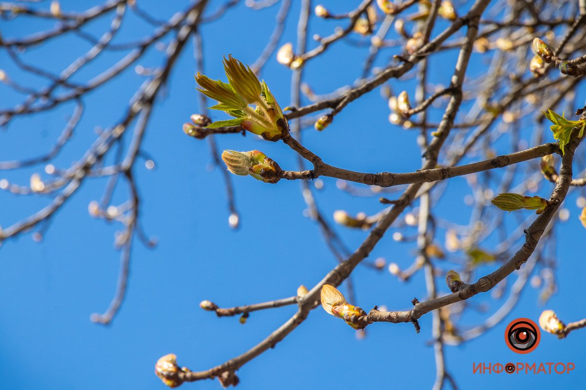 Только повляются почки