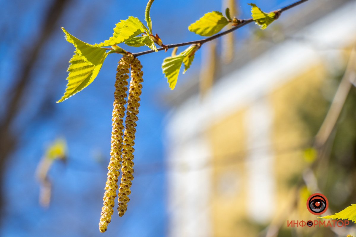 Флора креативна