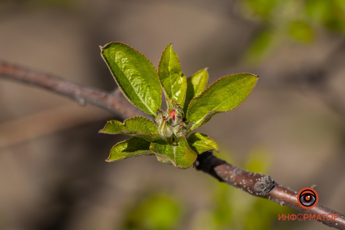 Раскрывается