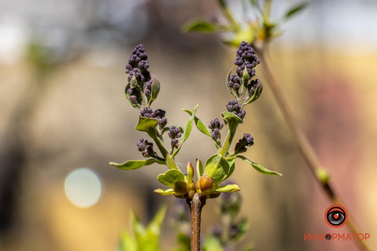 Против зеленого