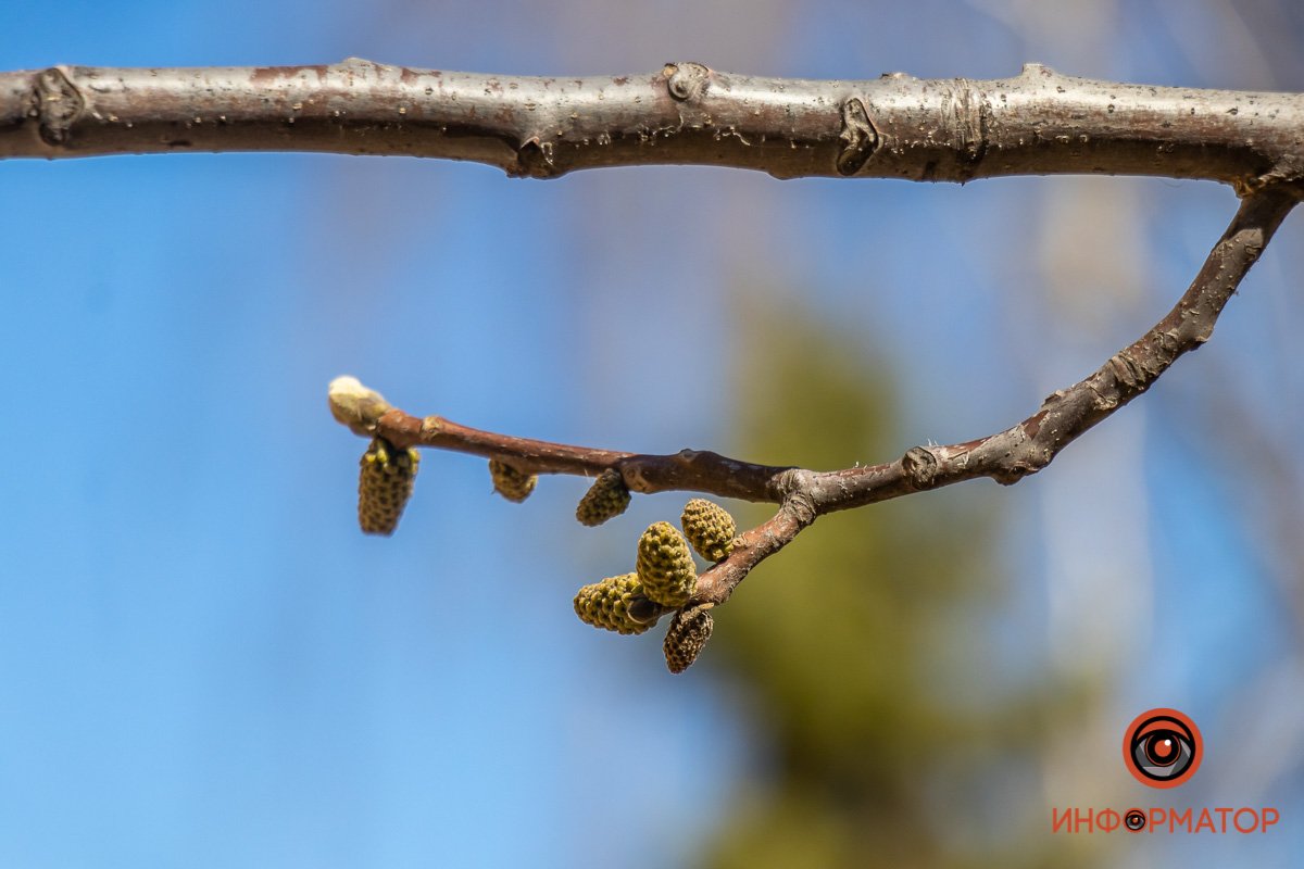 Ответвился. чтобы развиваться