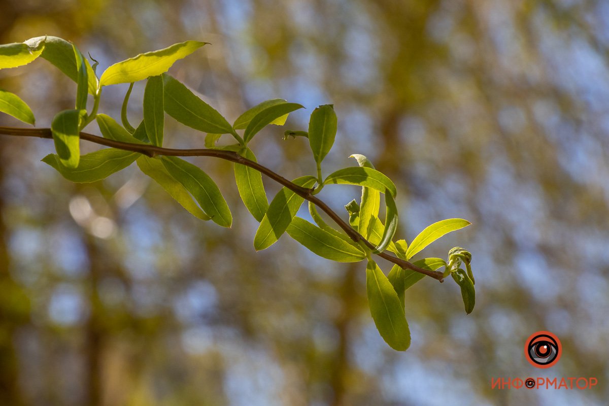 Танцы на ветру 