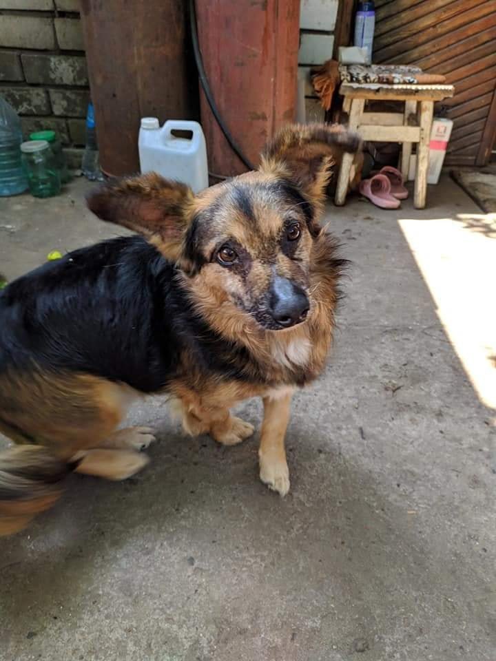 В Днепре пропало много животных: помогите найти 1