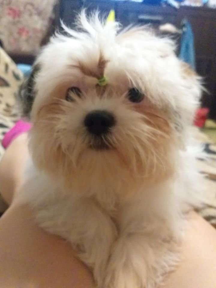 В Днепре пропало много животных: помогите найти 2