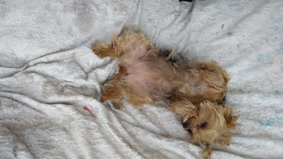 В Днепре пропало много животных: помогите найти 3