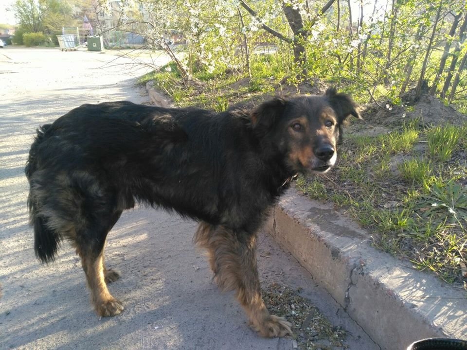 В Днепре пропало много животных: помогите найти 4