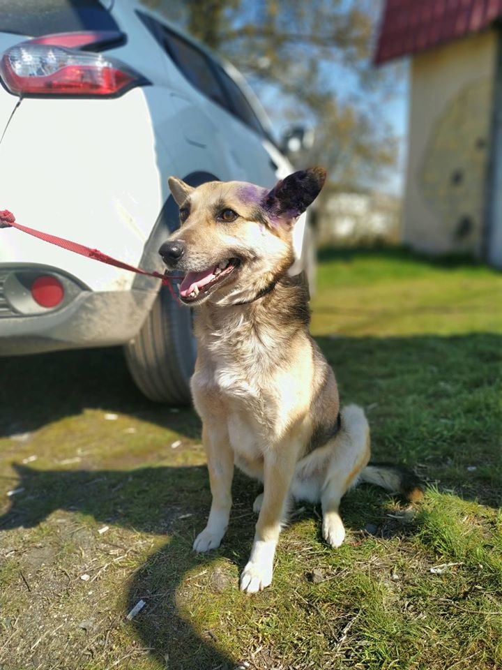 В Днепре пропало много животных: помогите найти 5