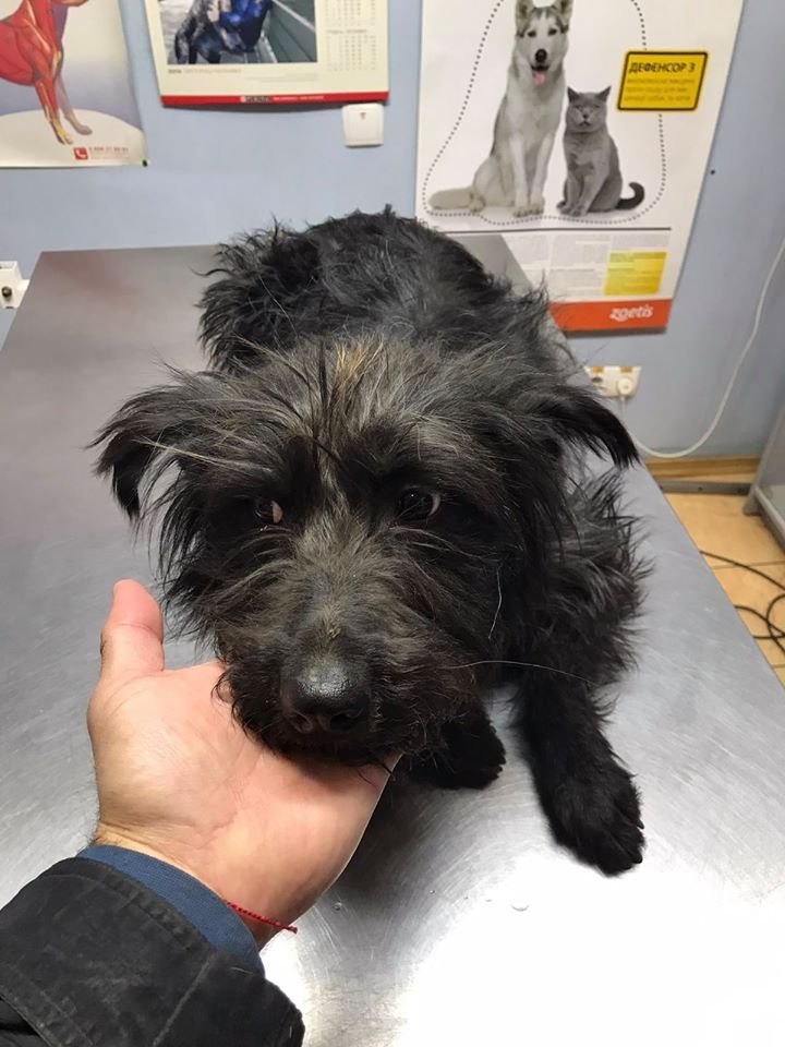 В Днепре пропало много животных: помогите найти 6