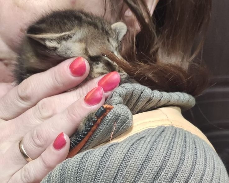 В Днепре спасали кота, который застрял между дверью и полом 1