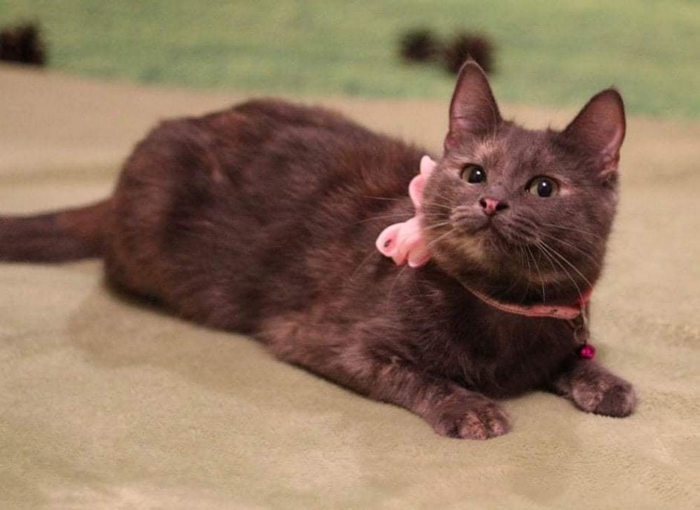 Милейшее создание с розовым носиком