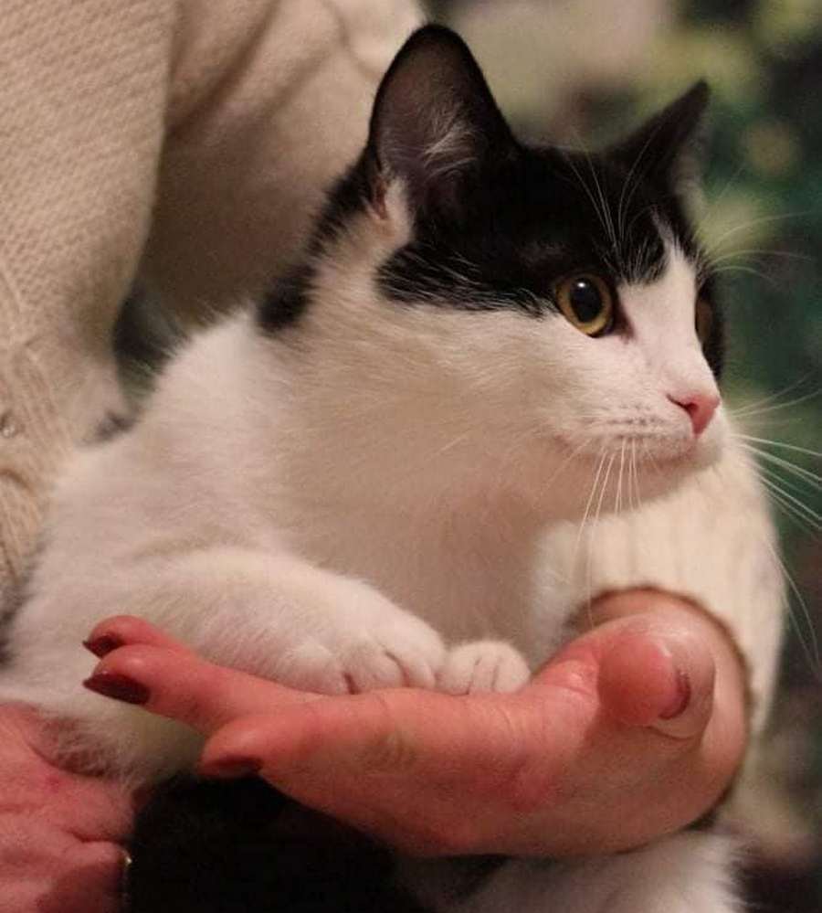 Антистрессовый кот