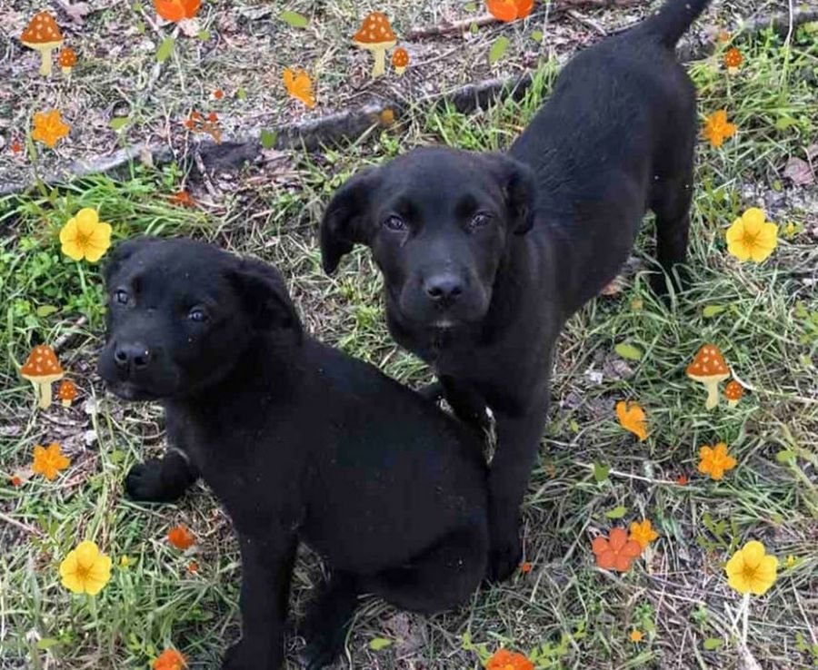 Милейшие создания