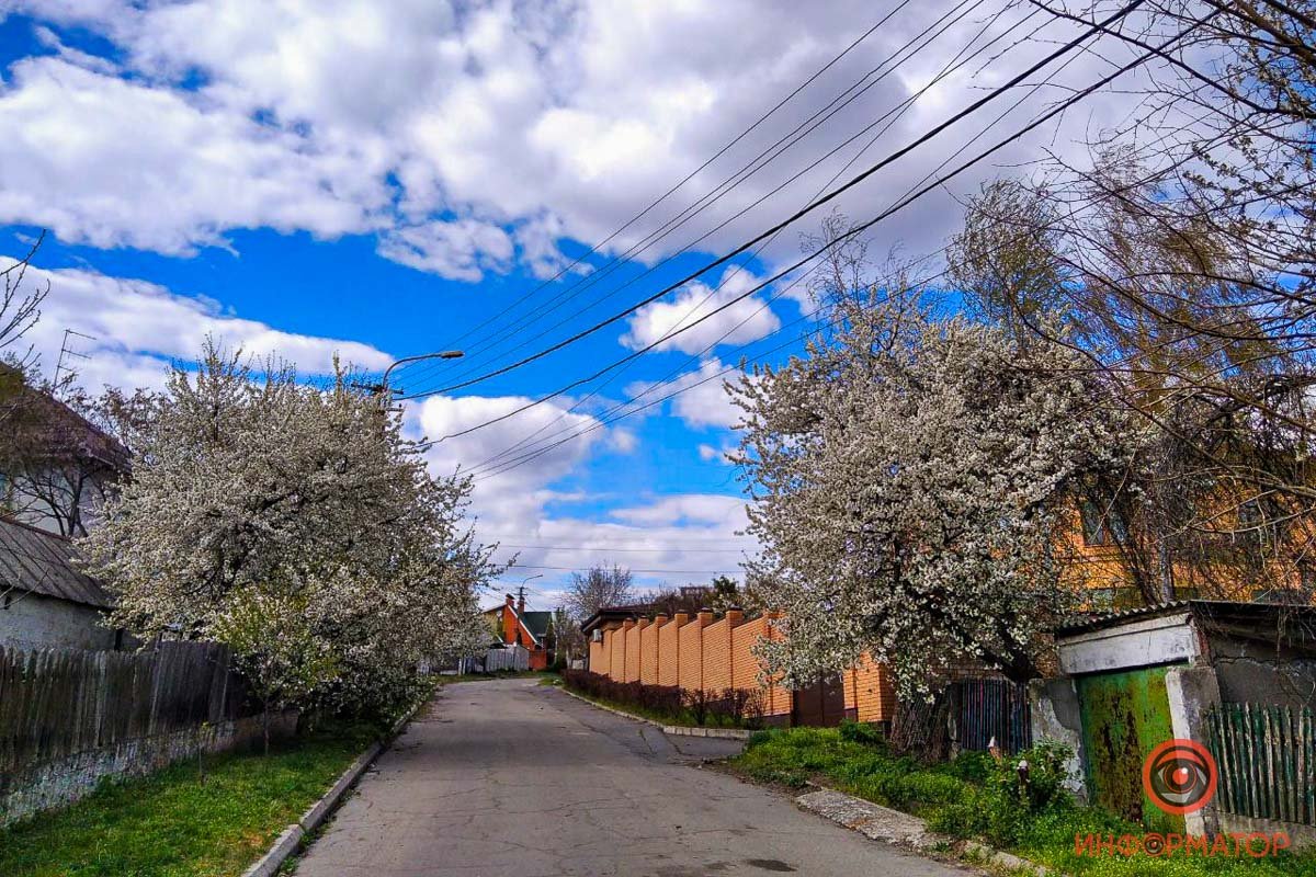 Ветви сплошь покрыты белой пеленой Ветви сплошь покрыты белой пеленой