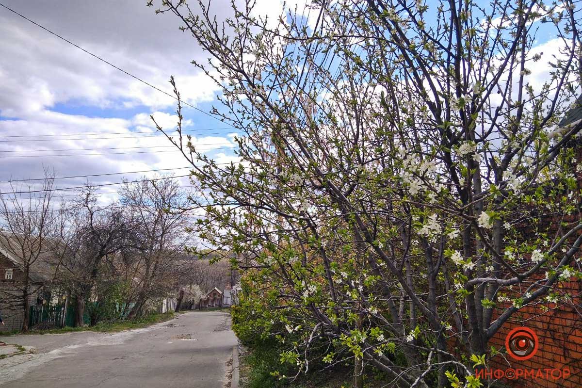 Темные ветви все больше теряются в появляющейся листве Темные ветви все больше теряются в появляющейся листве