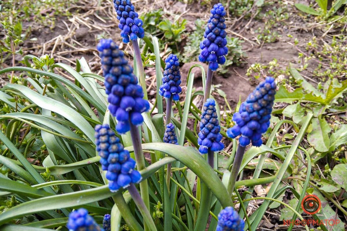 Выделяющиеся на фоне зелени синие цветы Выделяющиеся на фоне зелени синие цветы