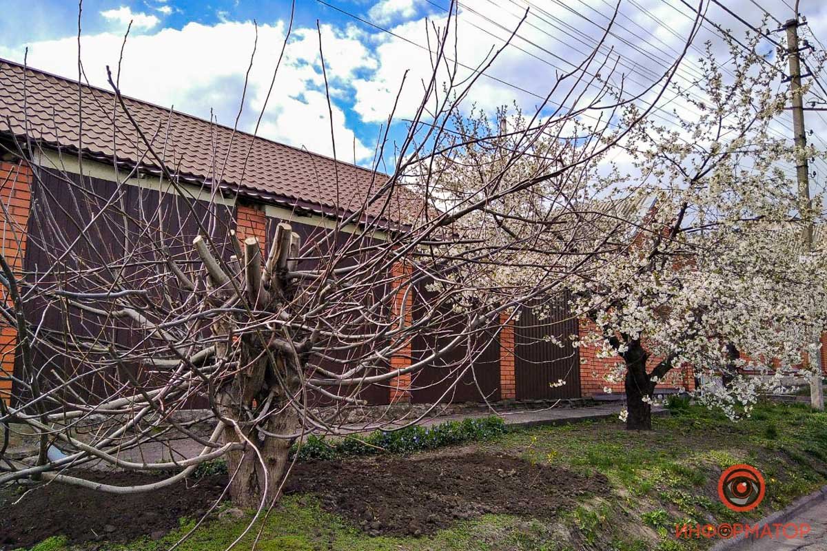 Хочется, чтобы и это дерево укрылось цветами Хочется, чтобы и это дерево укрылось цветами