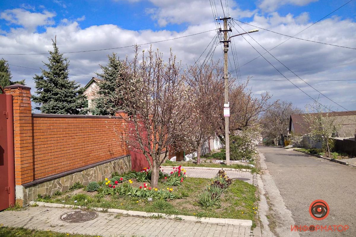 Разноцветные пятна тюльпанов Разноцветные пятна тюльпанов