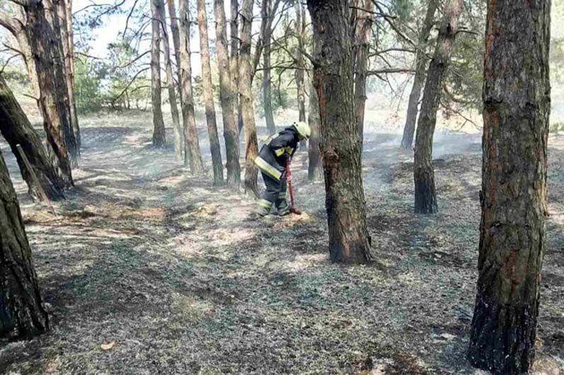 В Днепре горел лес: пострадали животные и птицы 1