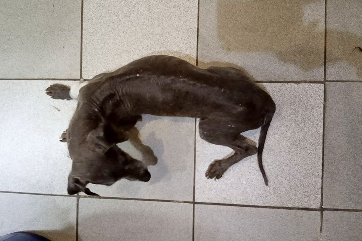 Этот скелет - это "домашний" пес Этот скелет - это "домашний" пес