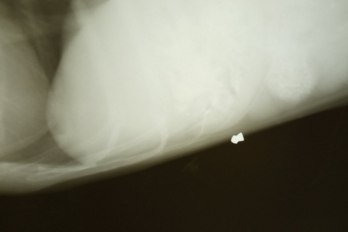 Под грудиной у собаки - пуля от пневматической винтовки Под грудиной у собаки - пуля от пневматической винтовки