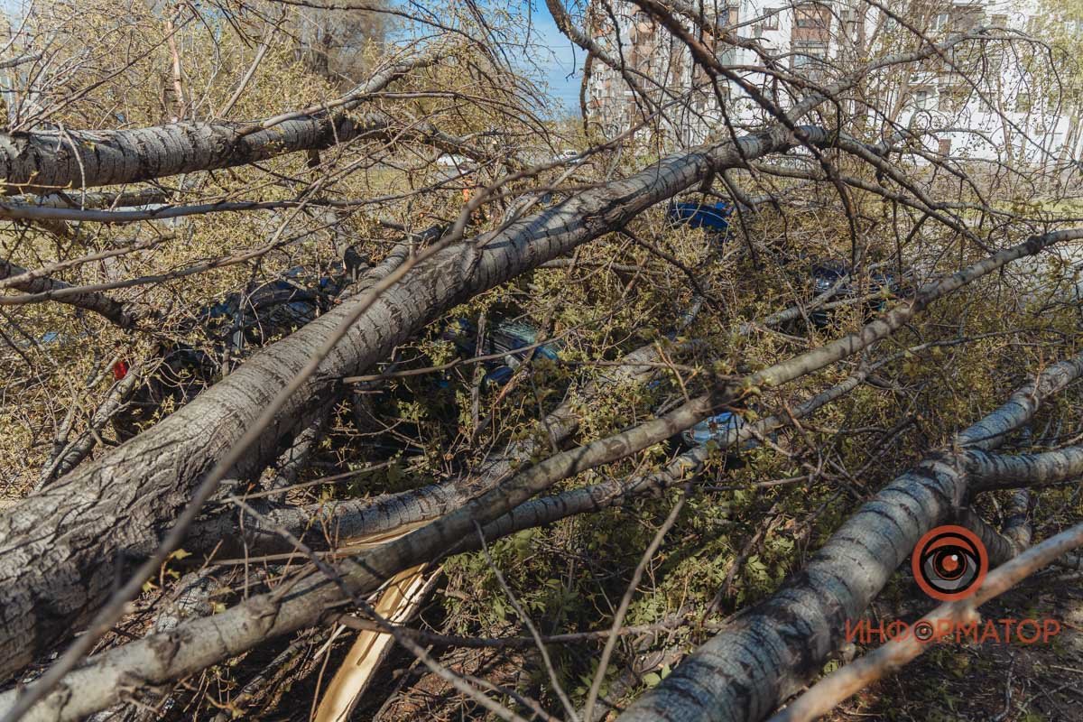 Дерево упало на Volkswagen и Chevrolet