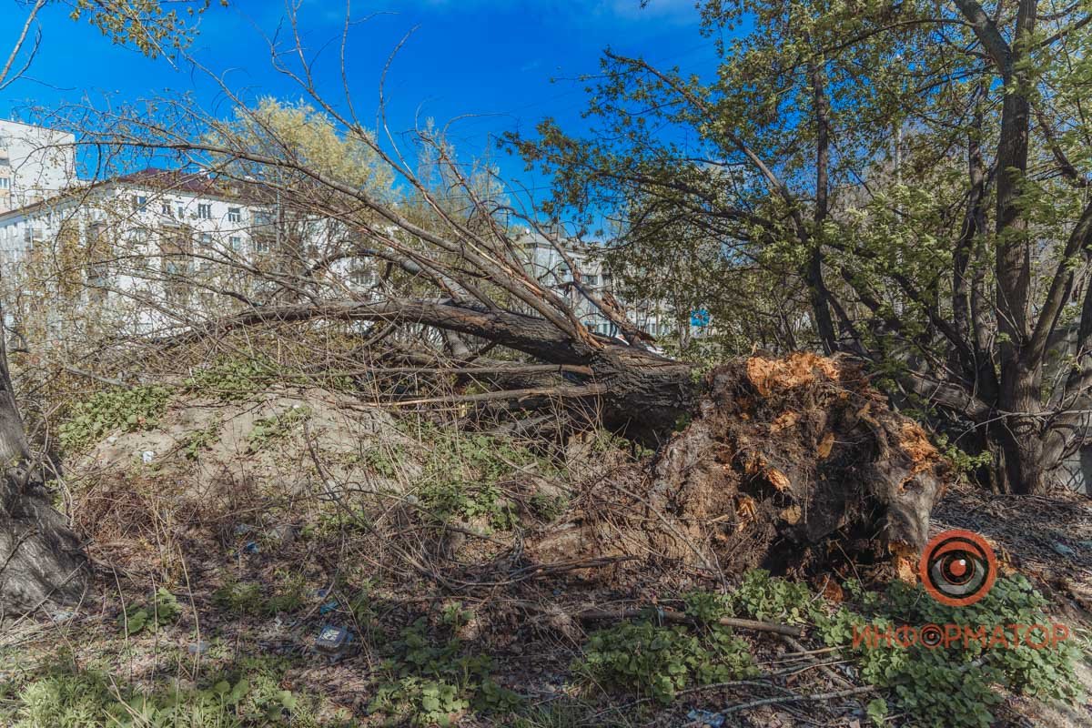 Дерево вырвало с корнем