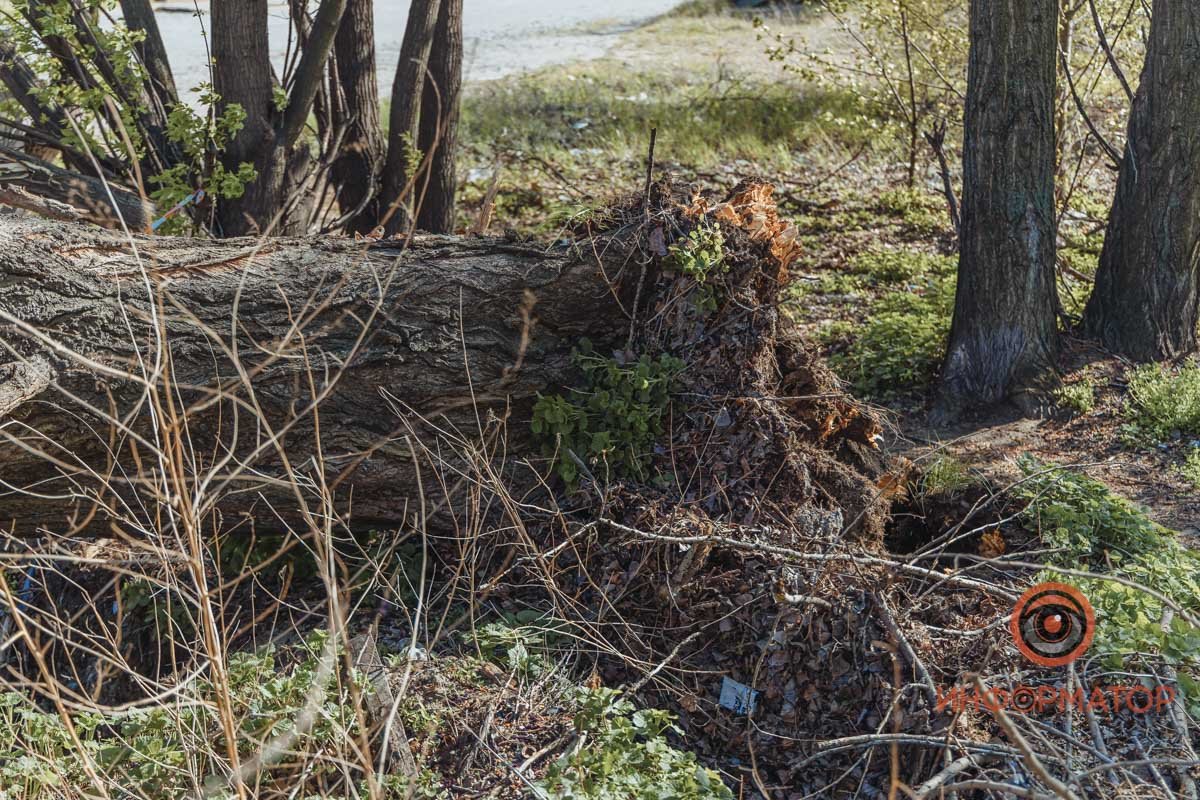 Машины стояли под деревом